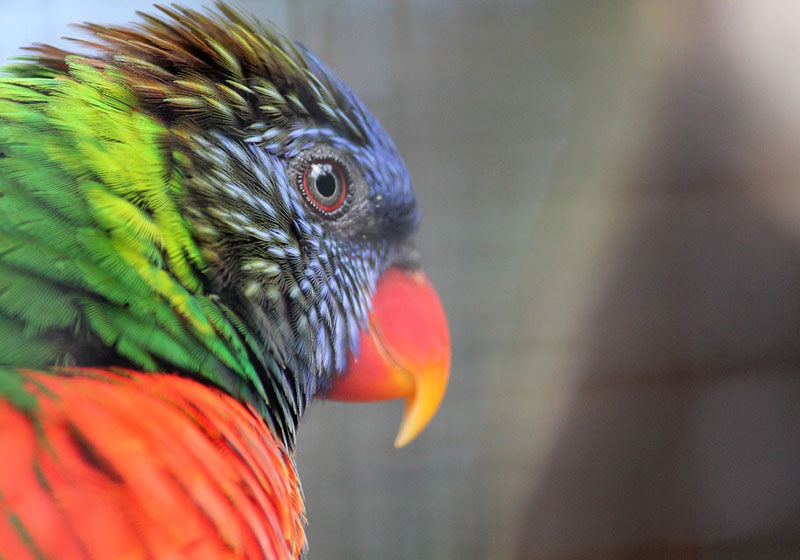 Лоро парк на Тенерифе фото Лоро парк на Тенерифе